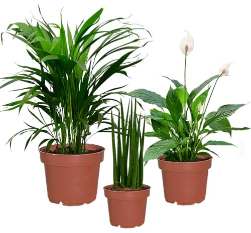 Zimmerpflanzen Fresh Air Brothers | 3er Set luftreinigende Pflanzen | Goldfruchtpalme, Sansevieria & Einblatt | pflegeleicht, robust & frisch aus der Gärtnerei | ideal für Zuhause & Büro | Green Me Up
