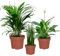 Zimmerpflanzen Fresh Air Brothers | 3er Set luftreinigende Pflanzen | Goldfruchtpalme, Sansevieria & Einblatt | pflegeleicht, robust & frisch aus der Gärtnerei | ideal für Zuhause & Büro | Green Me Up