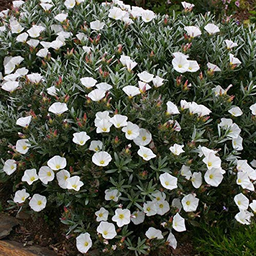 Silberwinde - Convolvulus Cneorum - 25-30 cm Topf - Silbergraue Blätter, pflegeleicht