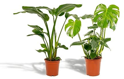 La Green Touch - Duo Strelitzia Nicolai und Monstera – Zimmerpflanze – Topf 19 cm, Höhe 80 cm
