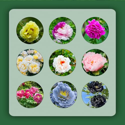 8 pcs pfingstrosen pflanzen winterhart zwiebeln - blumen geschenk exotische pflanzen winterhart pfingstrose, topfpflanzen draußen winterhart bonsai topf blumenwiese topfpflanzen