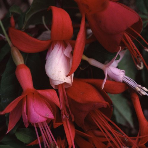 Plant World Seeds - Fuchsia Ornamental Mix Seeds (Hardy Shrub Seeds)