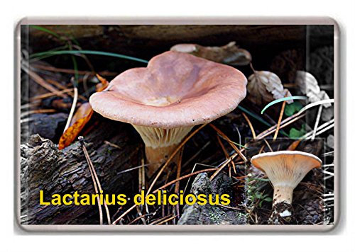 Mushrooms/lactarius deliciosus/fridge/magnet...!!! - Kühlschrankmagnet