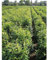 Kirschlorbeer Prunus Genolia 160-180 cm. 4 Heckenpflanzen. Grüne Lorbeer Hecke