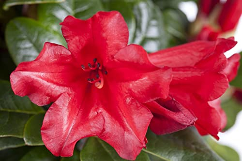 Rhododendron repens 'Baden-Baden' 20-25 cm - Rhododendron, leuchtend rote Blüten, Blütezeit April-Mai, ideal für Kübel, winterhart und pflegeleicht