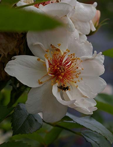 Strauchrose Jacqueline du Pré® - Rosa Jacqueline du Pré - weiß-zartrosa - Duft+ - Harkness-Rose Preis nach Stückzahl 10 Stück