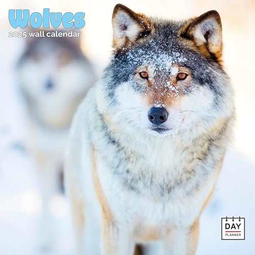 Dayplanner Publishing Wölfe Kalender 2025 Großer quadratischer Wandkalender 16 Monate Wölfe Geschenk Wildlife Kalender