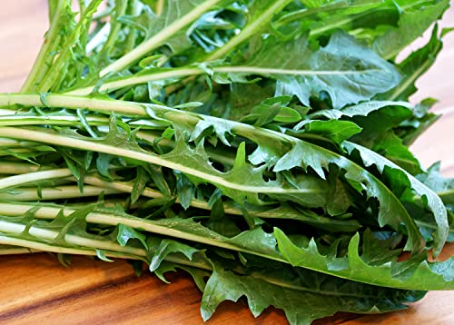 Löwenzahn Italian - Cichorium intybus - Dandelion Italian - 1000 Samen