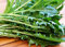 Löwenzahn Italian - Cichorium intybus - Dandelion Italian - 1000 Samen