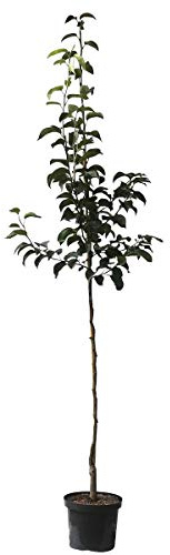 Nashi Nijisseiki Asienbirne Apfelbirne als Halbstamm 150-170 cm 10 Liter Topf Unterlage: Sämling