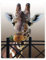 Zomer Decke Flauschig Kuscheldecke Bedruckt mit Giraffe Motiv,Grau,150x200 cm