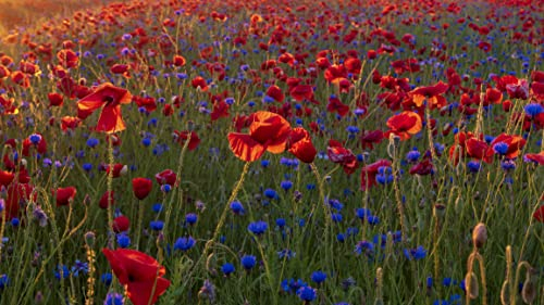 14000+ 10 g Samen Sommer Blumen Wiesen Mischung Bienen Wildblumen Mohn Kornblume