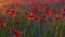 14000+ 10 g Samen Sommer Blumen Wiesen Mischung Bienen Wildblumen Mohn Kornblume