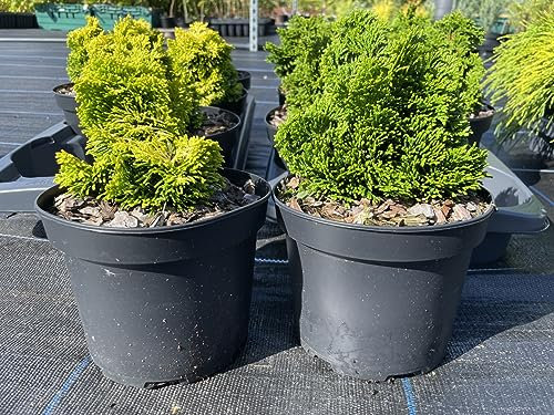 Hinoki Cypress 'Nana' Gracilis & Lutea 2X Conifer Trees Twin Pack | Chamaecyparis obtusa | UK Grown