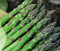 Eucomis Pallidiflora - Gigante Ananas Giglio - 5 halb - NPWS