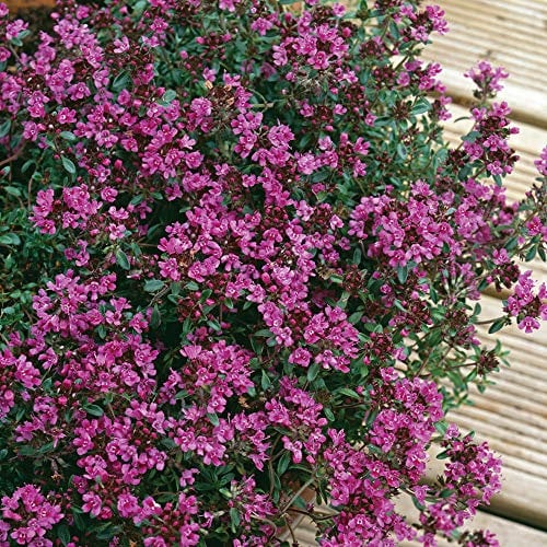 Thyme Plug Plants. 'Creeping Red'. Evergreen Perennial herb That is Amazing Ground Cover. Medium Plug Plants x 4. Available from Bedwen Plants.