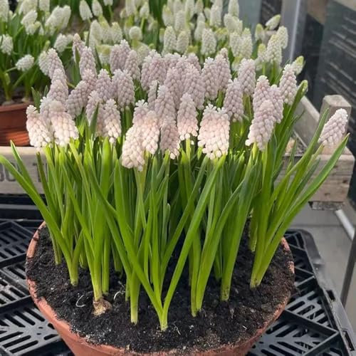 bulbos de jacinto resistentes - bulbo de flor plantas raras flores del jardin plantas de exterior perennes Plantas de balcón resistentes flores del balcon Las plantas de jardín de 2pcs