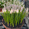 bulbos de jacinto resistentes - bulbo de flor plantas raras flores del jardin plantas de exterior perennes Plantas de balcón resistentes flores del balcon Las plantas de jardín de 2pcs