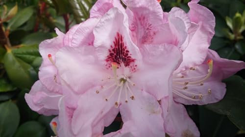 Großblumige Alpenrose Lady Annette de Trafford - Rhododendron hybride - 40-50cm