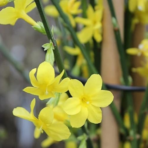 Winterjasmin - Jasminum nudiflorum - 50-60 cm Topf - Frühblühender Zierstrauch