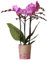 Orchid Phalaenopsis Vienna - Moth Orchid - Real Indoor Houseplant - Live Plant for Living Room, Bedroom, Office - Indoor Plant Decor (9cm Pot, 30-40cm)