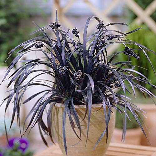 YouGarden Black Dragon Grass, Ophiopogon planiscapus 'Nigrescens', Set of Three Established Plants in 9cm Pots, Ready to Plant