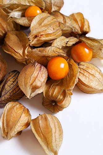 40 Samen Physalis Andenbeere Samen (Kapstachelbeere; Physalis peruviana; exotische Blasenkirsche, frische gesunde Kerne zur Aussat, exotisches Obst), Versand aus Deutschland