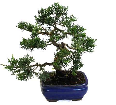 KENTIS - Bonsaï Genévrier avec Pot en Céramique - Bonsaï Genévrier - Véritable Plante d'Extérieur - Pot Ø 13 cm H 20-30 cm