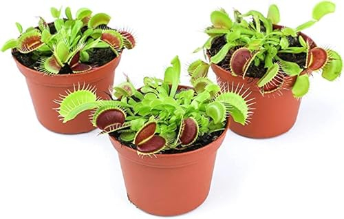 3 x Venus Fly Trap Plants - Dionaea Muscipula Carnivorous Plants, Live Terrarium Decorations or Home Garden Gifts, Easy Houseplants Indoor Fruit Fly Traps in Potting Mix