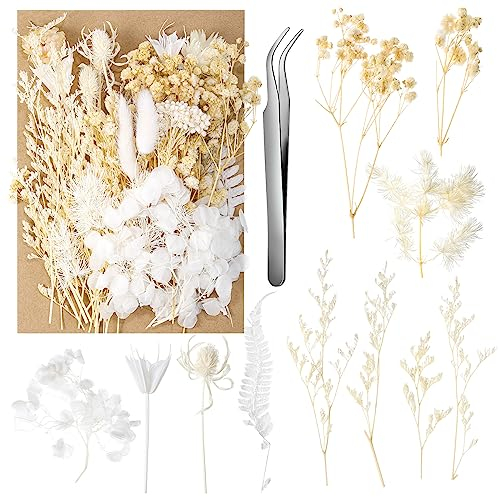 aurorayer Getrocknete Blumen,Natürliche Trockenblumen zum Basteln Trockenblumen Deko für DIY Epoxidharz Kunsthandwerk,Kerzen Deko,Karten Deko,Scrapbooking,Hochzeitsdekoration (Stil B)