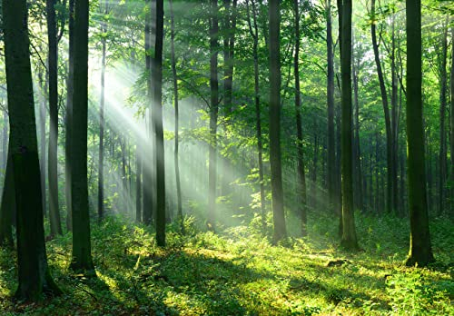 WallArena - Vlies Fototapete Wald Sonne Landschaft Grün Natur Bäume 368x254 cm - Fototapeten - Tapeten - für Wohnzimmer Schlafzimmer - Vliestapete Wandtapete Tapete 3D Effekt- inkl. Kleister