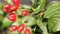 Semi di piante di rosa canina, rosa canina, Piantare fiori, regali di Pasqua (Rosa canina) semi di erbe, semi semi di fiori, piante da balcone resistenti perenni semi di fiori,