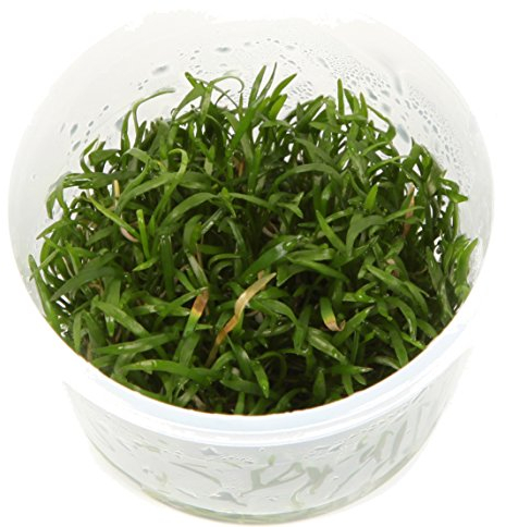 Lilaeopsis brasiliensis 1-2-GROW! (in vitro)