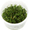 Lilaeopsis brasiliensis 1-2-GROW! (in vitro)