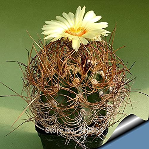 Kaktus Pflanze Samen Sukkulente Bonsai Pflanze Diy Hausgarten Exotische Pflanzen Bodendecker Cactus Zimmerpflanzen Pflanzentopf Cactus Blossoms Balkon Pflanze 400 StüCke