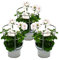 Geranio appeso – Pelargonium Peltatum – Vaso da 12 cm – Set di 3 piante – Bianco