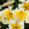 Lilium martagon zwiebeln,Winterharte mehrjährig,Dekorative Blumen,lilien Deko,lilie Riesen,Lilien Im topf,Lilie,duft lilien,lilien knollen,lilien zwiebeln winterhart.-8 zwiebeln-K