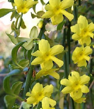 Echter Winterjasmin - Jasminum nudiflorum 60-100 cm,