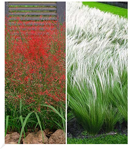 BALDUR Garten 6er Ziergras-Kollektion, Pflanzen im 9x9 cm-Topf | 3 Pflanzen Rotes Liebesgras + 3 Pflanzen Federgras (Stipa), Staude, mehrjährig, Eragrostis spectabilis, Stipa borysthenica