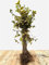 Carpinus betulus Hainbuche Heckenpflanze wurzelware, winterhart, deutsche Baumschulqualität, kräftige Pflanzen, schnittverträglich, pflegeleicht
