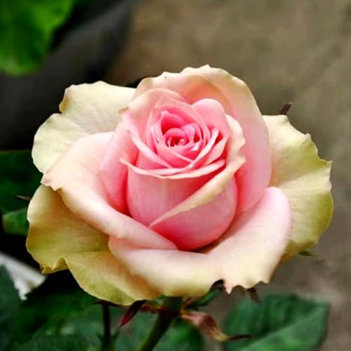 Rose pflanzen knollen winterhart - Seltene Rosenpflanze - Strauchrosen, Duftrosen - Edelrosen in vielen Sorten und Farben-2Pflanze-D