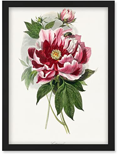 Wee Blue Coo Vintage Pink Red Peony Bloom Flowers Floral Classic Pretty Illustration Artwork Framed Wall Art Print A4