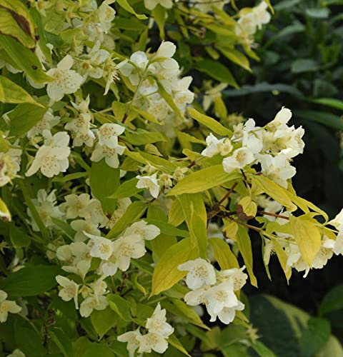 Gelber Europäischer Pfeifenstrauch 40-60cm - Philadelphus coronarius - Gartenpflanze
