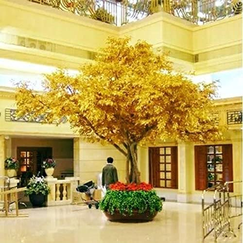 Ginkgo Tree - Plants Wedding Landing Landscaping Props Tree Ginkgo Biloba Rocky Simulation of Ginkgo Tree Fake Trees Wishing Tree Large Green Ginkgo Tree-2.0M