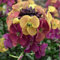 WallFlower Erysimum Artist Paintbox Garden Plant Hardy Perennial Flowering Garden Plants Easy to Grow Your Own 3X Jumbo Plug Plant by Thompson and Morgan. (3)