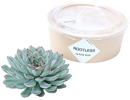 ROOTLESS by Aloe Demi | echte Sukkulent grün ohne wurzel | Echeveria Pulidonis Ø12-14 cm - 5 cm | echte Sukkulent Pflanzen | Succulenten | Kakteen | Sukkulent | Kaktus