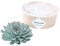 ROOTLESS by Aloe Demi | echte Sukkulent grün ohne wurzel | Echeveria Pulidonis Ø12-14 cm - 5 cm | echte Sukkulent Pflanzen | Succulenten | Kakteen | Sukkulent | Kaktus