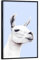 artboxONE Poster mit schwarzem Rahmen 45x30 cm Lama & Alpaka Tiere Blue Llama - Bild Farm Animals Animal Animals