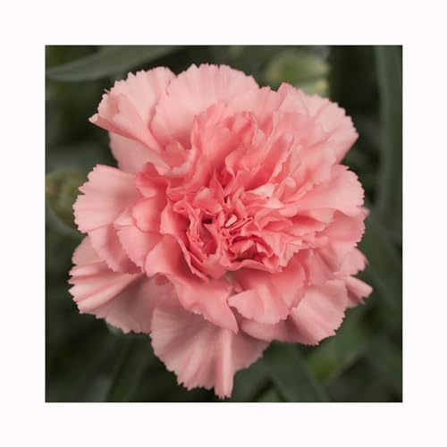 Dianthus Dinamic Apricot -3 Established Plants Dazzling Dianthus Vibrant Bedding Plants. Ready for pots Plants Online.Summer Garden