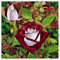 Rosenzwiebeln, Kletterpflanzen,Rosen,Geeignet FüR TöPfe,Duftende Blumen,Winterharte Staude, Im Freien,Rosen Pflanzen Winterhart-1zwiebeln-A